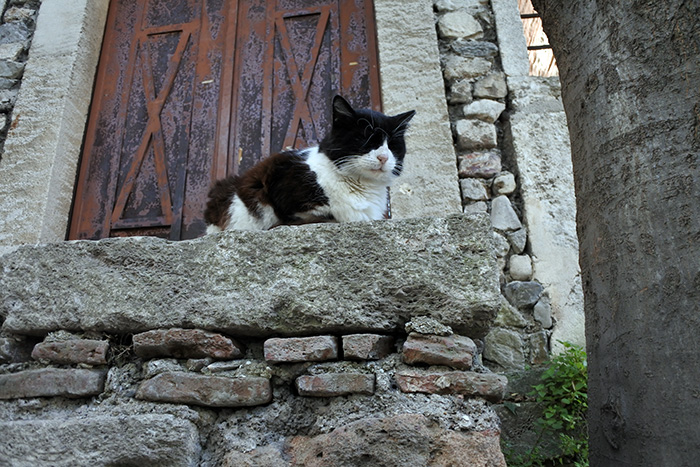 турецкий кот
